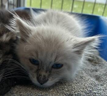 Echo -  Himalayan and Domestic Long Hair Cat for Adoption in Portland, Indiana - Echo | PetCurious