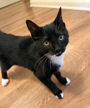 Goob -  Domestic Short Hair Cat for Adoption in Andover, Connecticut - Goob | PetCurious