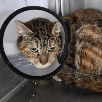 Bella PR -  Domestic Short Hair Cat for Adoption in Natick, Massachusetts - Bella PR | PetCurious