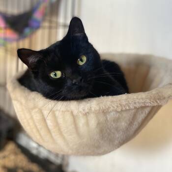 Rescue Domestic Short Hair Cats for Adoption in Gibsonia, Pennsylvania - Kit Kat | PetCurious