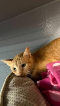 Buttercup -  Domestic Short Hair Cat for Adoption in St. Cloud, Florida - Buttercup | PetCurious