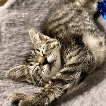 Sandy -  Domestic Short Hair Cat for Adoption in Talent, Oregon - Sandy | PetCurious