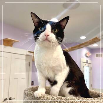 Oscar -  Domestic Short Hair Cat for Adoption in Saint Charles, Missouri - Oscar | PetCurious