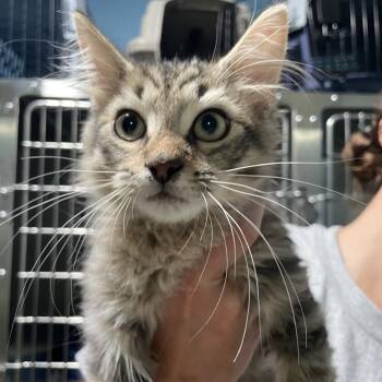 Farquad -  Domestic Short Hair Cat for Adoption in Newport, North Carolina - Farquad | PetCurious