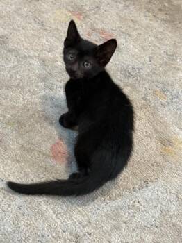 BLYNKEN -  Domestic Short Hair Cat for Adoption in Tallahassee, Florida - BLYNKEN | PetCurious