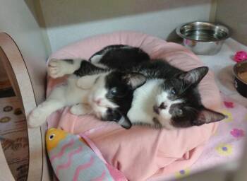 Domestic Short Hair Cats Available for Adoption in Delhi, New York - PRANK & PARODY | PetCurious