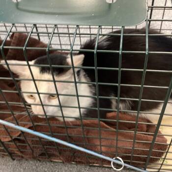 Stormy -  Domestic Short Hair Cat for Adoption in Montgomery, Alabama - Stormy | PetCurious