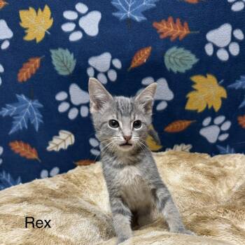 Rex -  Domestic Short Hair Cat for Adoption in Logan, Ohio - Rex | PetCurious