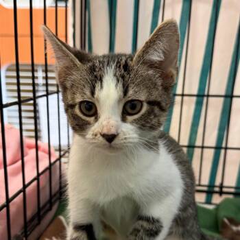 Mia -  Domestic Short Hair Cat for Adoption in South Elgin, Illinois - Mia | PetCurious