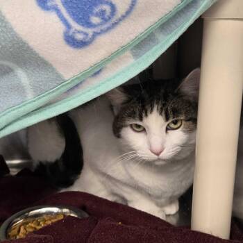 Domestic Short Hair Cats Available for Adoption - Helena | PetCurious