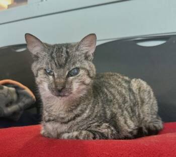 Rescue Domestic Short Hair Cats for Adoption in Fernandina Beach, Florida - DOVE | PetCurious