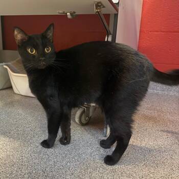 Rigi -  Domestic Short Hair Cat for Adoption in Sarasota, Florida - Rigi | PetCurious
