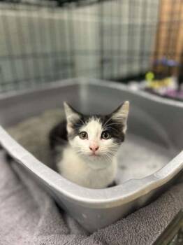 Bailey -  Domestic Short Hair Cat for Adoption in Munster, Indiana - Bailey | PetCurious