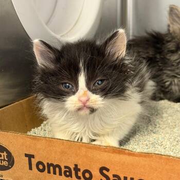 Purrincess -  Domestic Long Hair Cat for Adoption in Martinsville, Virginia - Purrincess | PetCurious