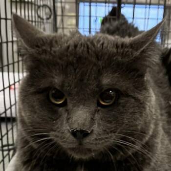 Domestic Short Hair Cats Available for Adoption in Las Cruces, New Mexico - 105773 | PetCurious