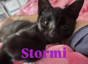 Stormi -  Domestic Short Hair Cat for Adoption in Hazlet, New Jersey - Stormi | PetCurious