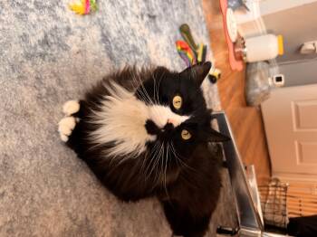Domestic Long Hair Cats Available for Adoption - Benjamin | PetCurious
