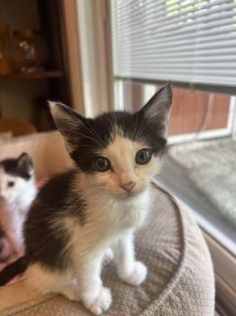Darby -  Domestic Medium Hair Cat for Adoption in Liverpool, Texas - Darby | PetCurious