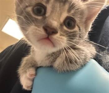 Domestic Short Hair Cats Available for Adoption - RICKON | PetCurious