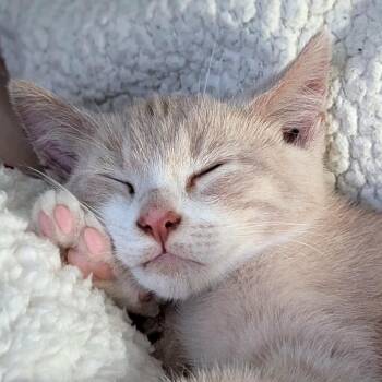 Mittens -  Domestic Short Hair Cat for Adoption in Ephrata, Pennsylvania - Mittens | PetCurious