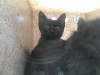 A477364 -  Domestic Short Hair Cat for Adoption in Oklahoma City, Oklahoma - A477364 | PetCurious