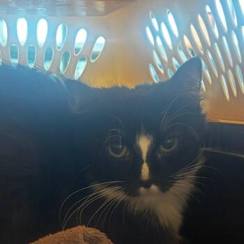 Wanda -  Domestic Medium Hair Cat for Adoption in Bentonville, Arkansas - Wanda | PetCurious