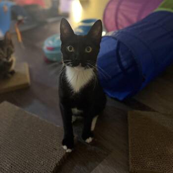Domestic Short Hair Cats Available for Adoption in Los Angeles, California - Nashi | PetCurious