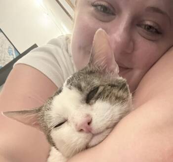 Tomy -  Domestic Short Hair Cat for Adoption - Tomy | PetCurious