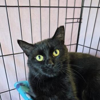 Sunshine -  Domestic Short Hair Cat for Adoption in Mokena, Illinois - Sunshine | PetCurious