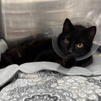Domestic Short Hair Cats Available for Adoption in Salt Lake City, Utah - Minty | PetCurious
