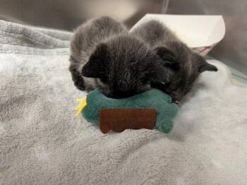 J. R. R. Tolkein -  Domestic Short Hair Cat for Adoption in Cincinnati, Ohio - J. R. R. Tolkein | PetCurious