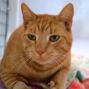 Domestic Short Hair Cats Available for Adoption in Sarasota, Florida - Diamond | PetCurious