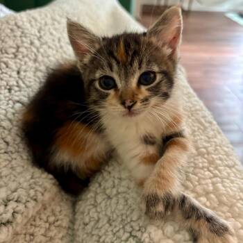 Bermuda -  Domestic Short Hair Cat for Adoption in Westminster, California - Bermuda | PetCurious