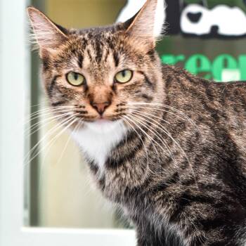 Harriet -  Domestic Short Hair Cat for Adoption in Lakewood, Colorado - Harriet | PetCurious