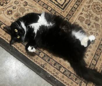 Tuxedo Cats Available for Adoption - Katniss  | PetCurious