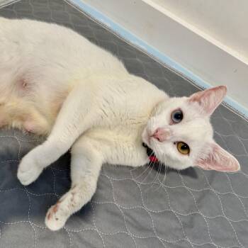 Queenie -  Domestic Short Hair Cat Available for Adoption in NEW PT RICHEY, Florida - Queenie | PetCurious