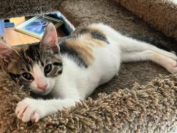 JANE AUSTEN -  Domestic Short Hair Cat for Adoption in Sacramento, California - JANE AUSTEN | PetCurious