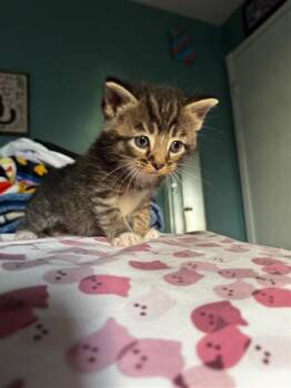 Domestic Short Hair Cats Available for Adoption in Columbus, Indiana - Petrie | PetCurious