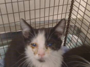 OAXACA -  Domestic Short Hair Cat for Adoption in Sacramento, California - OAXACA | PetCurious