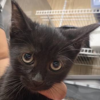 Diega -  Domestic Short Hair Cat for Adoption in Leander, Texas - Diega | PetCurious