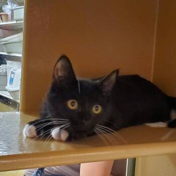 Ernie -  Domestic Short Hair Cat for Adoption in Hemet, California - Ernie | PetCurious