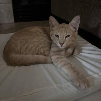 Mustard -  Domestic Short Hair Cat for Adoption in Tempe, Arizona - Mustard | PetCurious