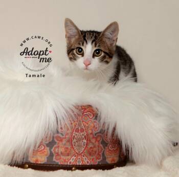 Tamale -  Domestic Short Hair Cat for Adoption in Millcreek, Utah - Tamale | PetCurious