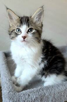 Marcel -  Domestic Medium Hair and Tabby Cat for Adoption in Campbell, California - Marcel | PetCurious