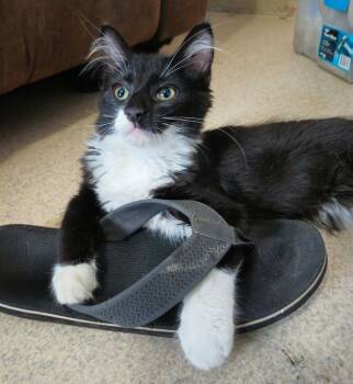 Rescue Domestic Medium Hair Cats for Adoption in Adrian, Michigan - Pumpernickle | PetCurious