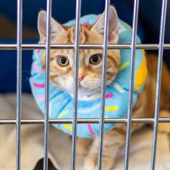 Domestic Short Hair Cats Available for Adoption - Mario (bonded With Louise) | PetCurious