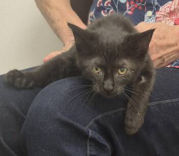 Rascal -  Domestic Short Hair Cat for Adoption in South Bend, Indiana - Rascal | PetCurious
