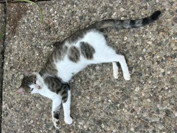 Rooster -  Domestic Short Hair and Tabby Cat for Adoption in Campbellsville, Kentucky - Rooster | PetCurious