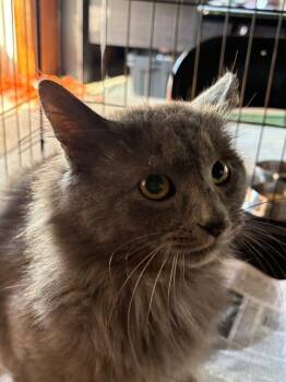 Domestic Long Hair Cats Available for Adoption - Joe Diffy | PetCurious