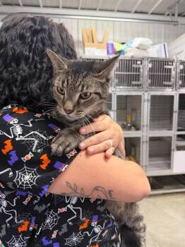 Atlas -  Domestic Short Hair Cat for Adoption in Greensburg, Indiana - Atlas | PetCurious